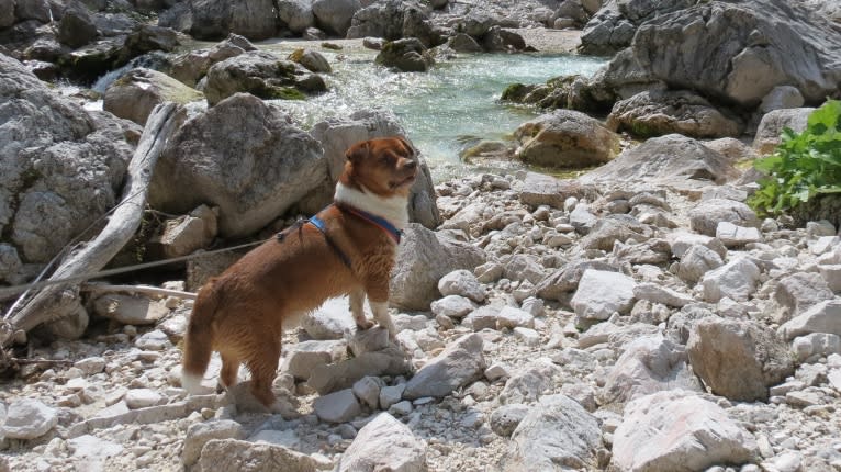 Bubi, a Pekingese and Russell-type Terrier mix tested with EmbarkVet.com