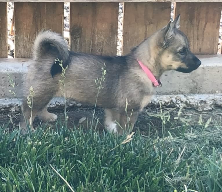 Brieda, a Swedish Vallhund tested with EmbarkVet.com