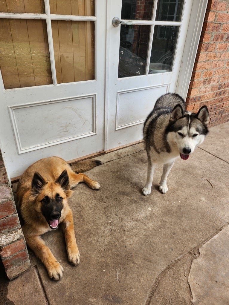 Tinos, a German Shepherd Dog and Alaskan Malamute mix tested with EmbarkVet.com