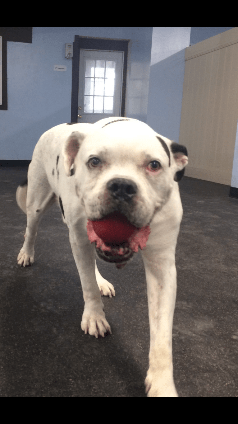 Charlie, an American Pit Bull Terrier and American Bulldog mix tested with EmbarkVet.com