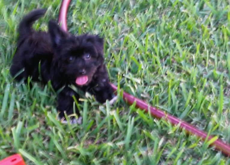 Vinny, a Morkie tested with EmbarkVet.com