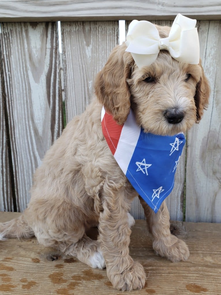 Snow (Mabel), a Goldendoodle tested with EmbarkVet.com