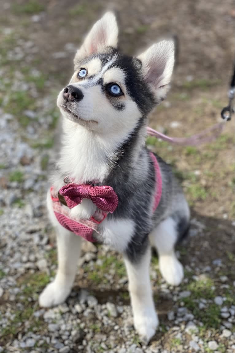 NIJA (Na•yah), a Pomsky tested with EmbarkVet.com