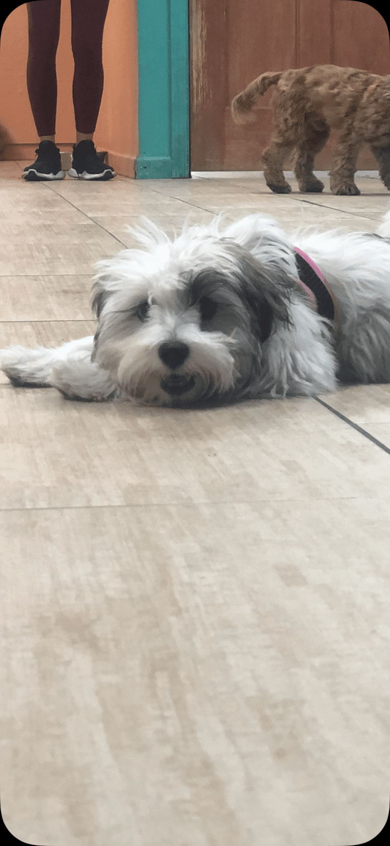 Juniper, a Poodle (Small) and Miniature Schnauzer mix tested with EmbarkVet.com