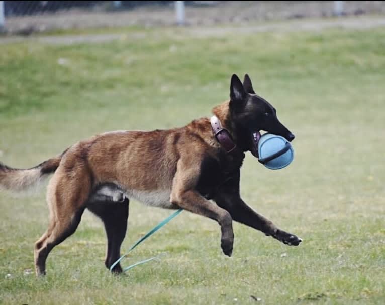 Riggs, a Belgian Shepherd tested with EmbarkVet.com