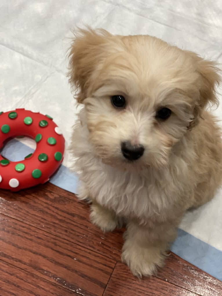 Oliver, a Poodle (Small) and Bichon Frise mix tested with EmbarkVet.com