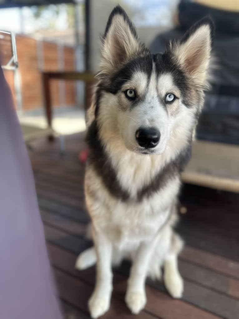 Yamka, a Siberian Husky and Belgian Tervuren mix tested with EmbarkVet.com