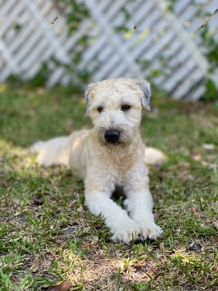 Bo Peep, a Soft Coated Wheaten Terrier tested with EmbarkVet.com