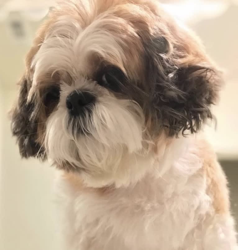 Lili'uokalani, a Shih Tzu tested with EmbarkVet.com