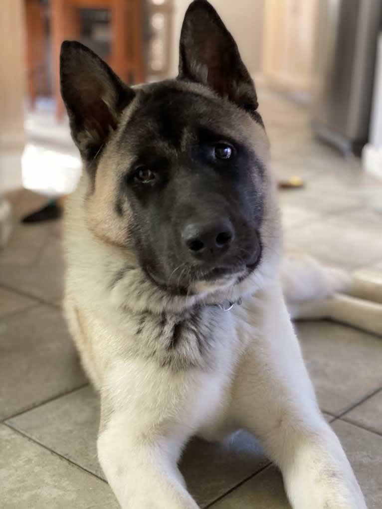 King, an Akita tested with EmbarkVet.com