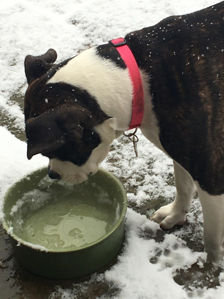 Ada, an American Staffordshire Terrier and Bulldog mix tested with EmbarkVet.com