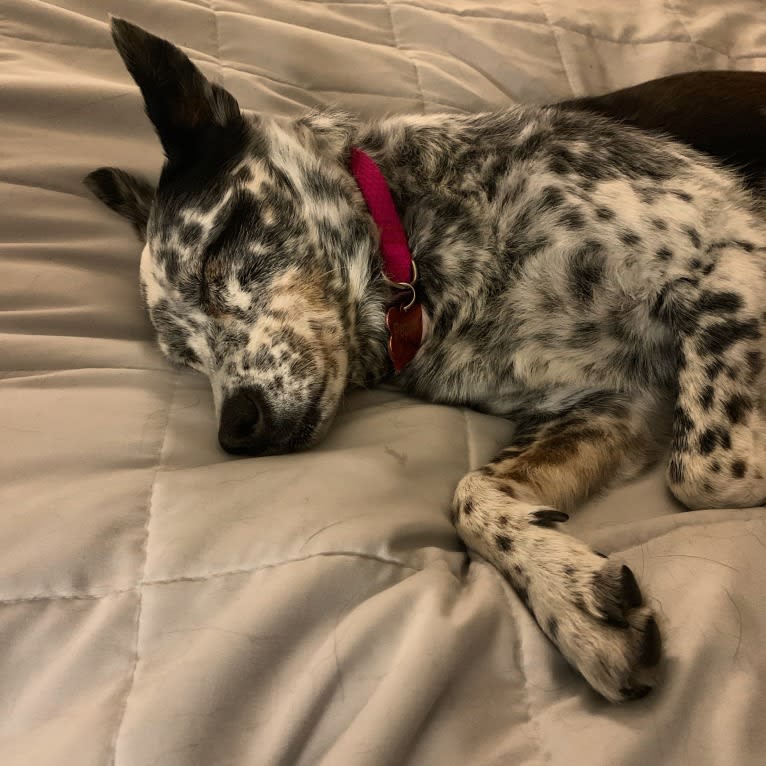 Pepper, an Australian Cattle Dog and Border Collie mix tested with EmbarkVet.com