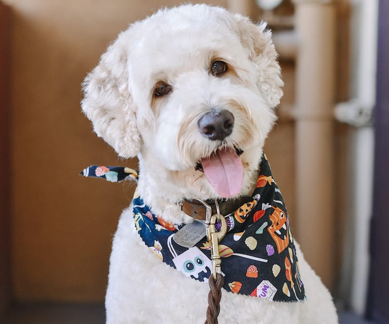 Laika, a Poodle (Standard) and Labrador Retriever mix tested with EmbarkVet.com