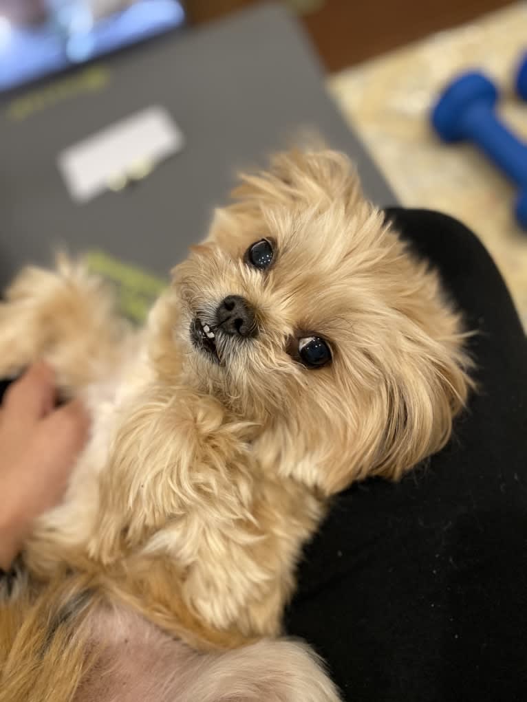 Buddy, a Yorkshire Terrier and Shih Tzu mix tested with EmbarkVet.com