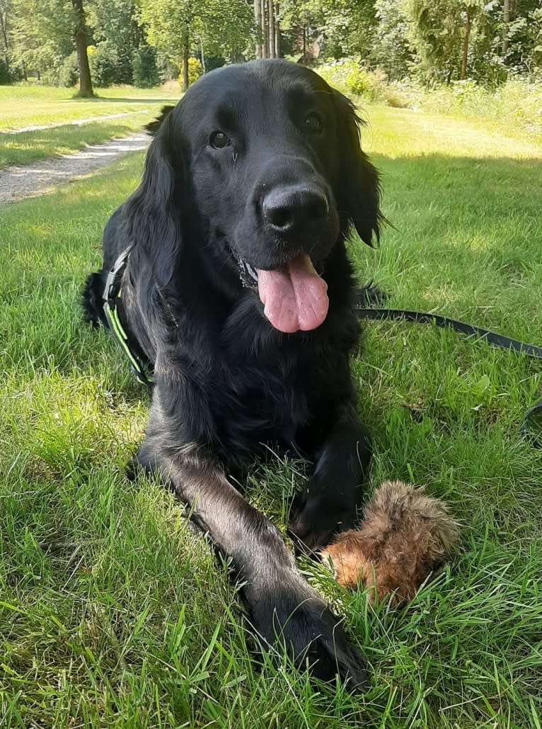 Jip, a Flat-Coated Retriever tested with EmbarkVet.com