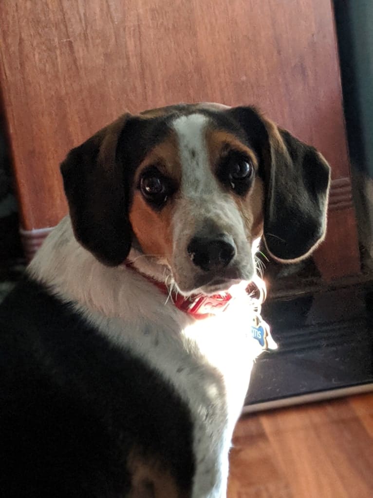 Otis, a Beagle tested with EmbarkVet.com