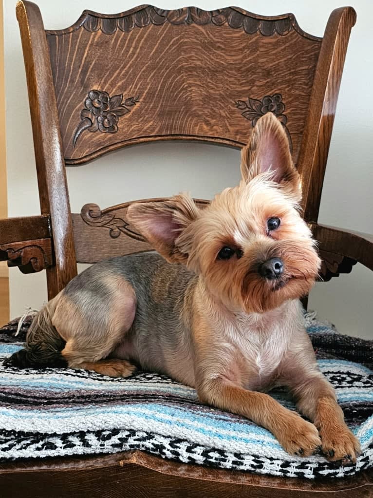 Charlie, a Yorkshire Terrier tested with EmbarkVet.com