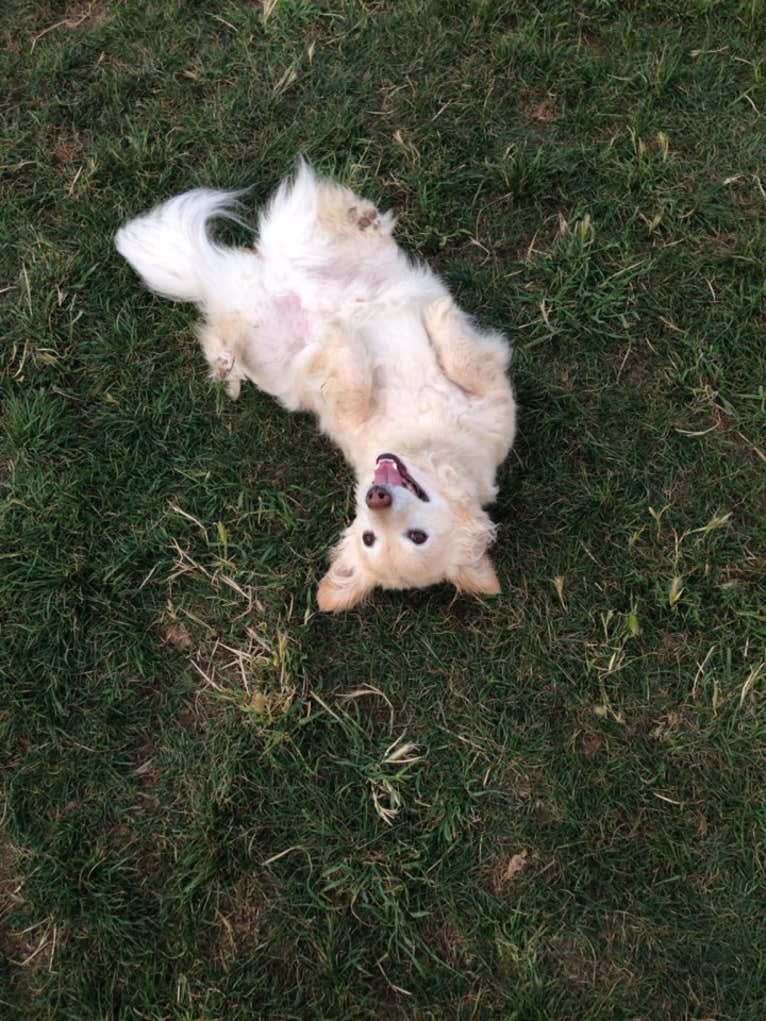 Hiroshi Katsu Matlock, a Poodle (Small) and Chihuahua mix tested with EmbarkVet.com