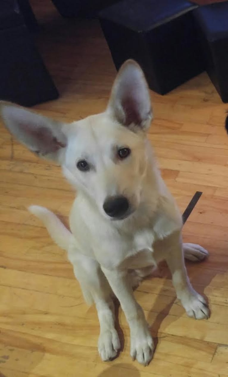 Loki, a Siberian Husky and Australian Cattle Dog mix tested with EmbarkVet.com