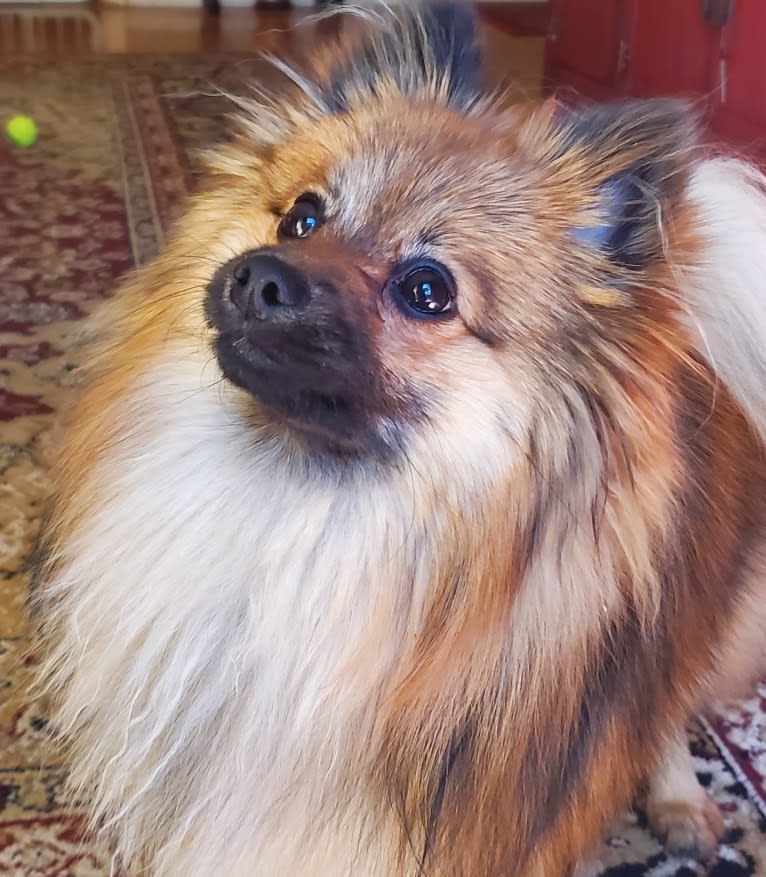 Grizzy, a Pomeranian tested with EmbarkVet.com