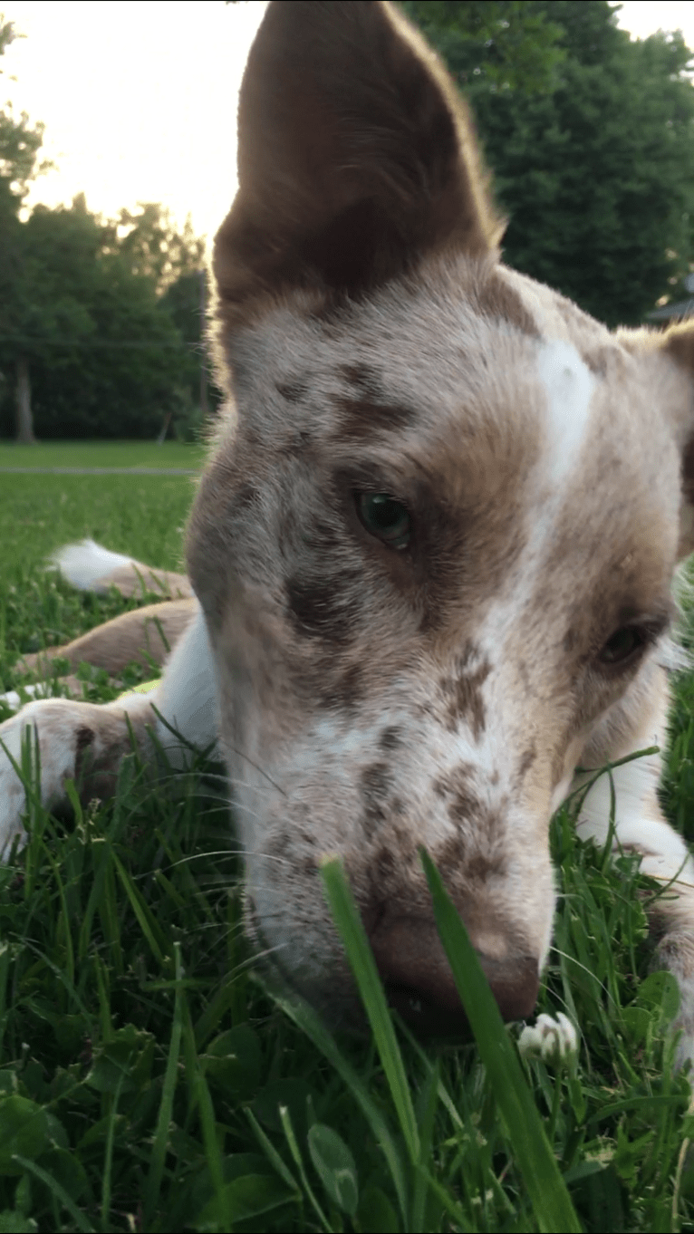Cooper, an Australian Shepherd and Australian Cattle Dog mix tested with EmbarkVet.com