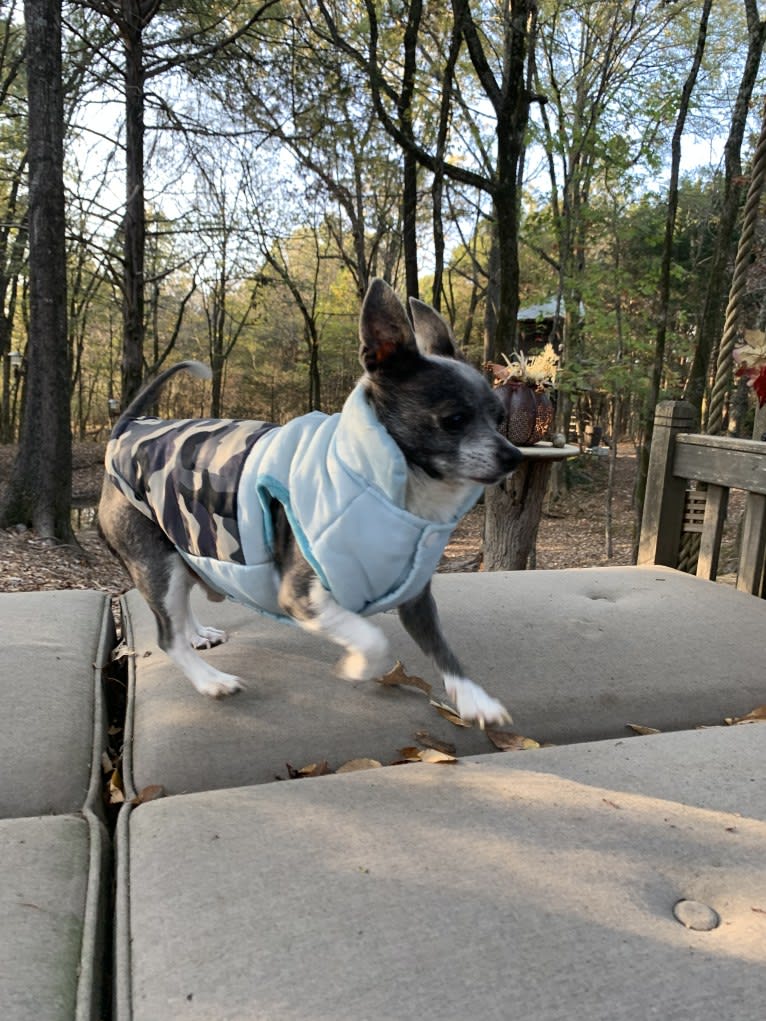 Yapa Roo, a Chihuahua and Rat Terrier mix tested with EmbarkVet.com