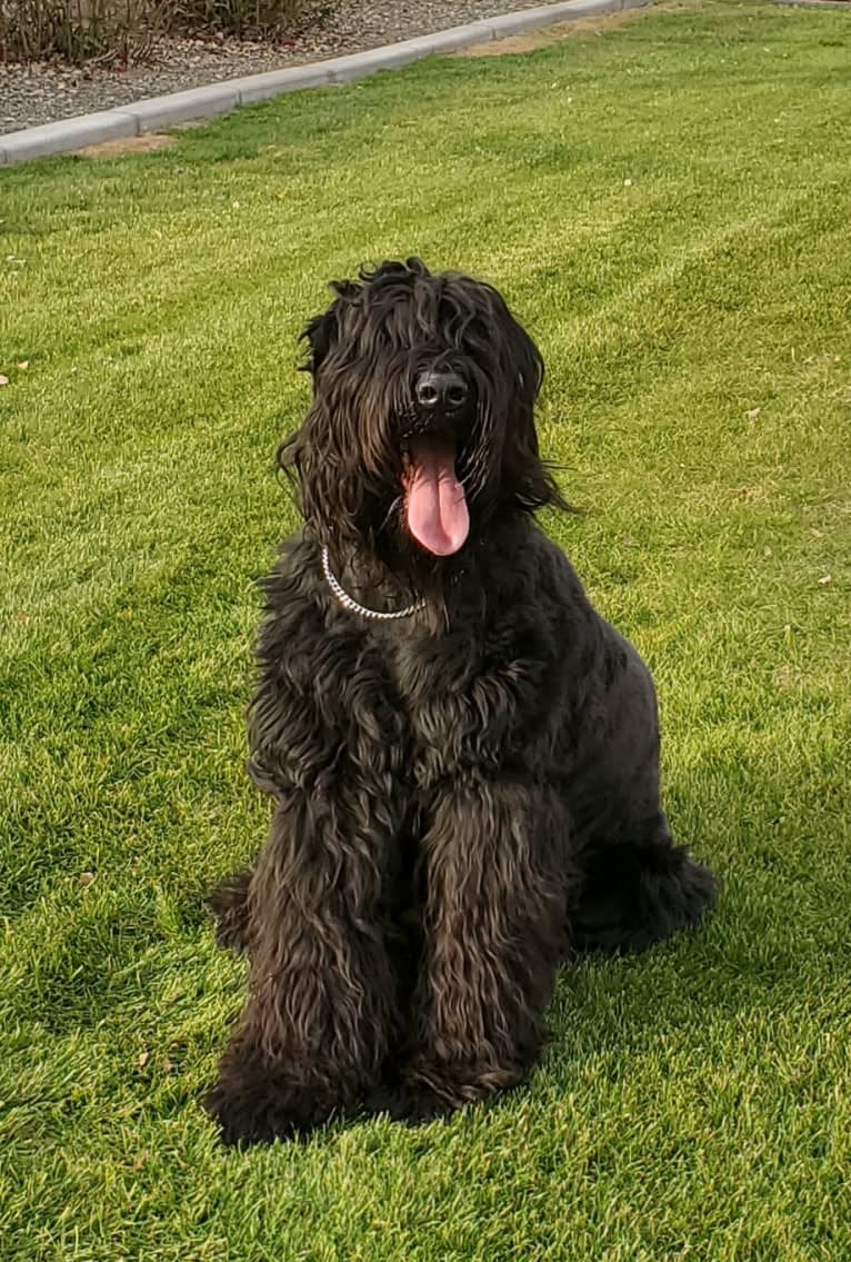 Freya, a Black Russian Terrier tested with EmbarkVet.com