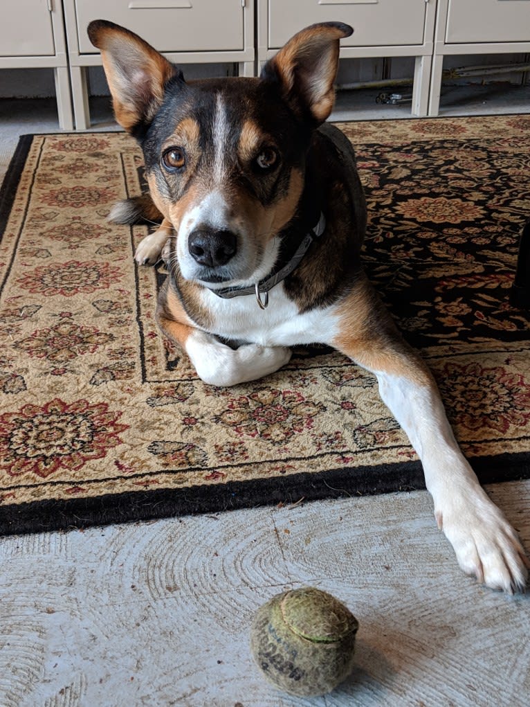 Titan, an American Pit Bull Terrier and Australian Cattle Dog mix tested with EmbarkVet.com