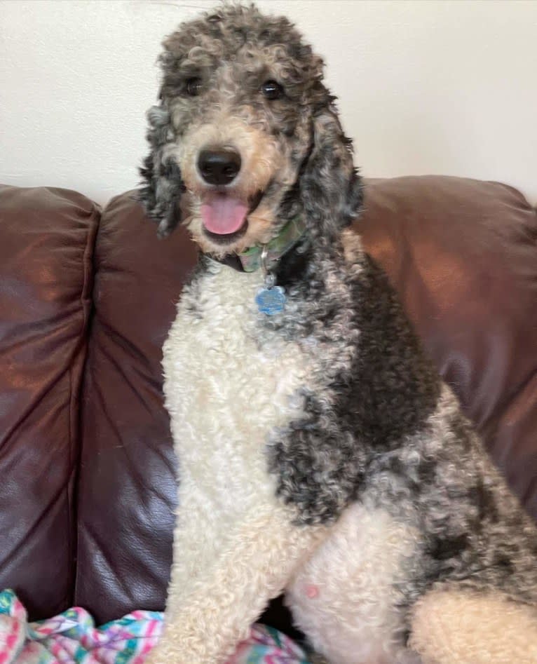 Paisley, a Poodle (Standard) tested with EmbarkVet.com