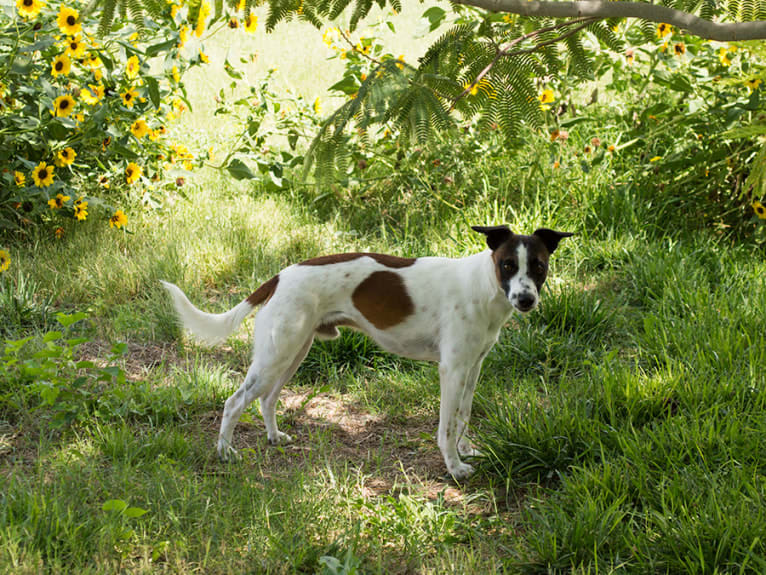 Gumption, a Whippet and Border Collie mix tested with EmbarkVet.com