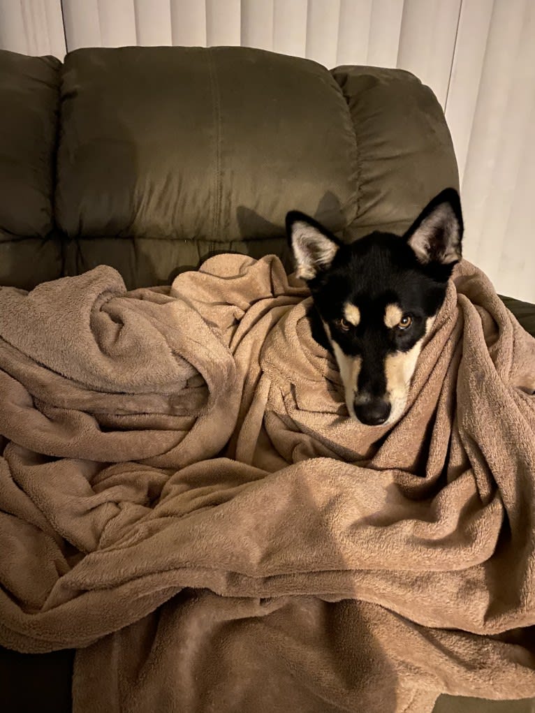 Ernest, an Alaskan-type Husky tested with EmbarkVet.com