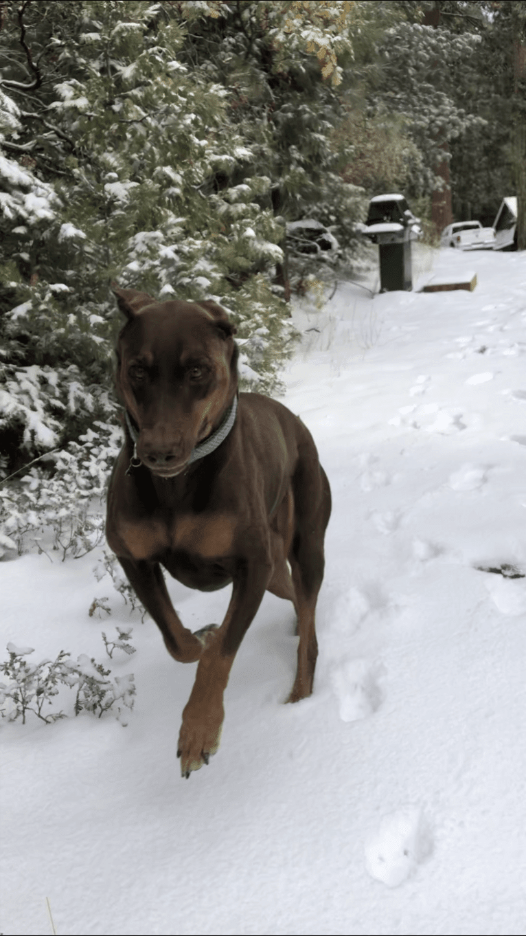 Vlade, a Doberman Pinscher and Labrador Retriever mix tested with EmbarkVet.com