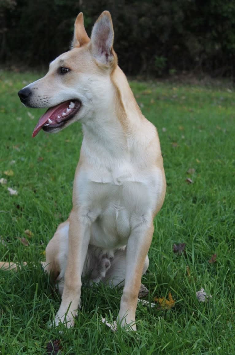 Loomy, a Carolina Dog tested with EmbarkVet.com