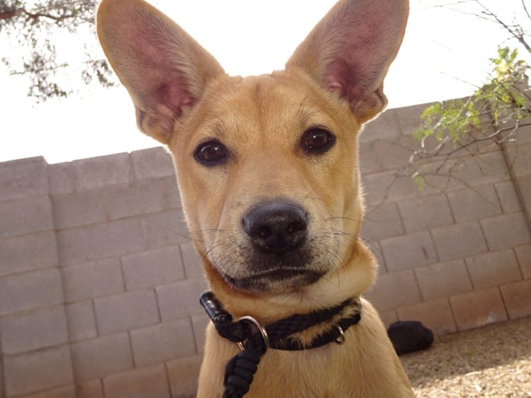 Bean, a Chow Chow and Chihuahua mix tested with EmbarkVet.com