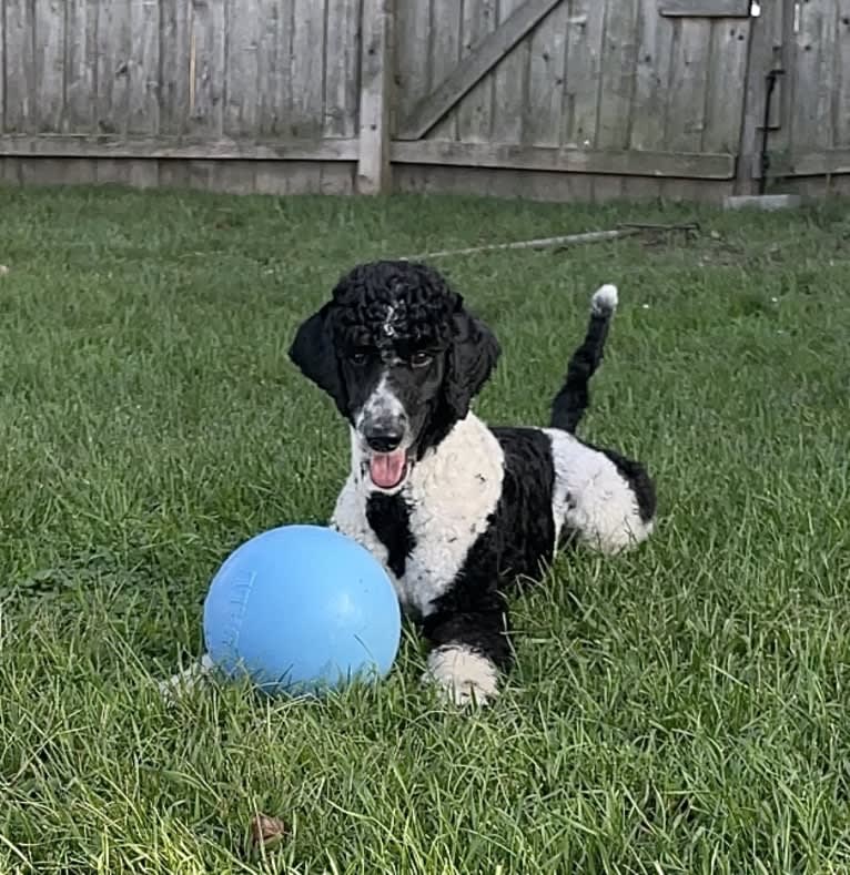 Archie, a Poodle tested with EmbarkVet.com