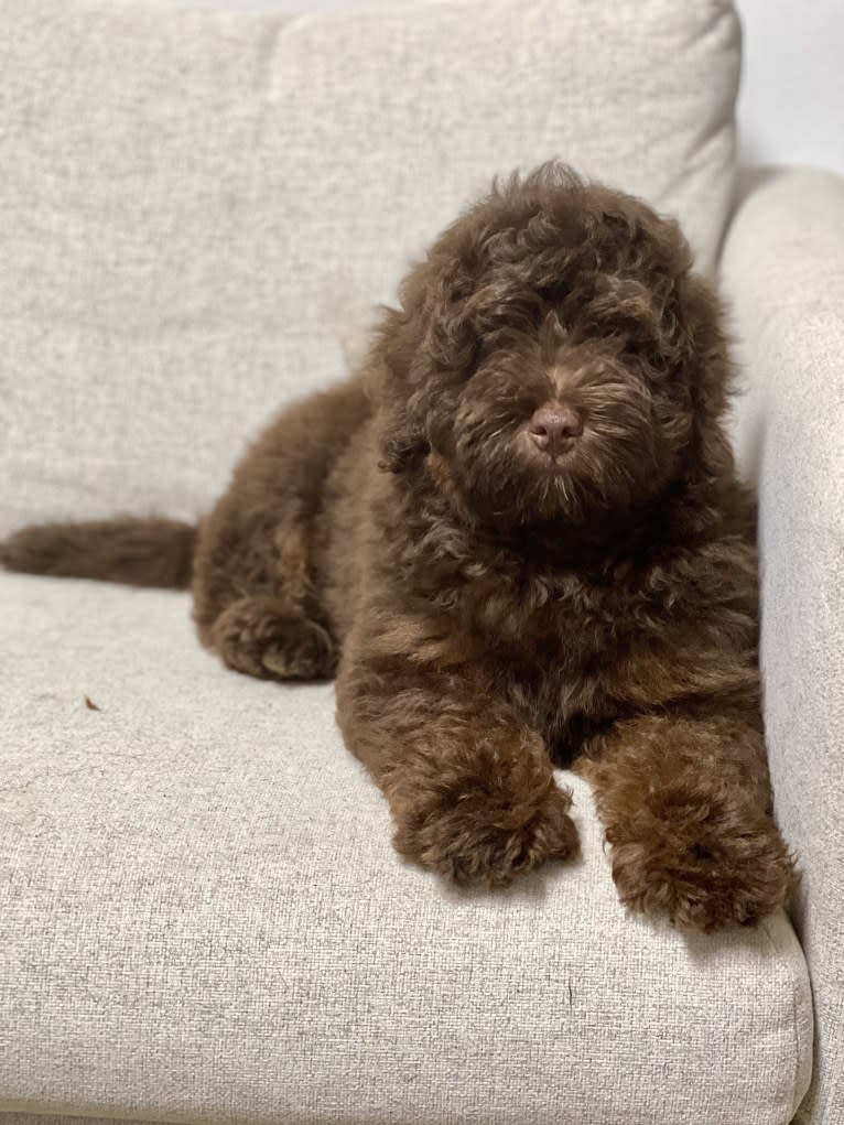 Chunk, a Poodle (Small) and Bernese Mountain Dog mix tested with EmbarkVet.com