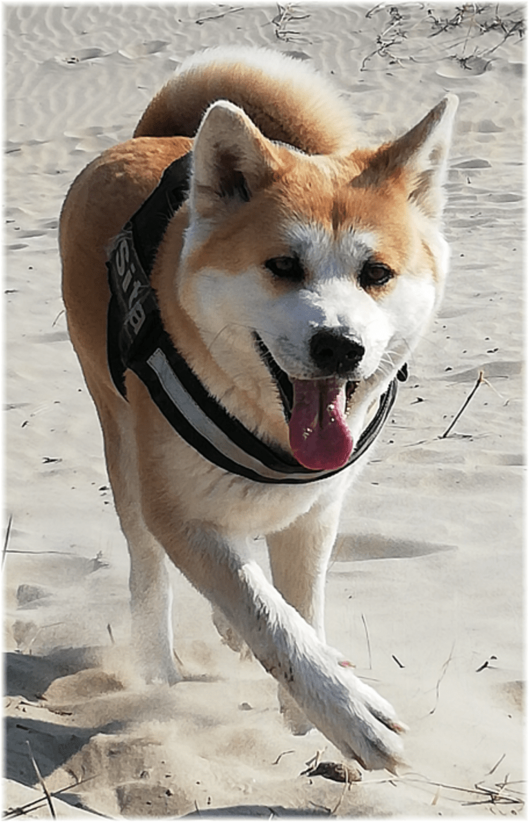 Sita : Akita Inu, an Akita tested with EmbarkVet.com