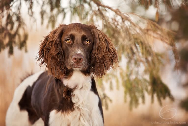 Angélique d'Arthémis, a French Spaniel tested with EmbarkVet.com