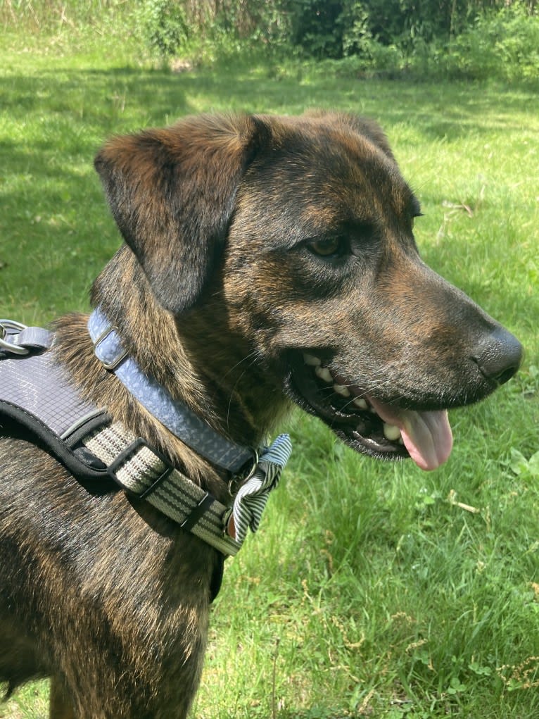 Rascal Fats, a Mountain Cur and Labrador Retriever mix tested with EmbarkVet.com