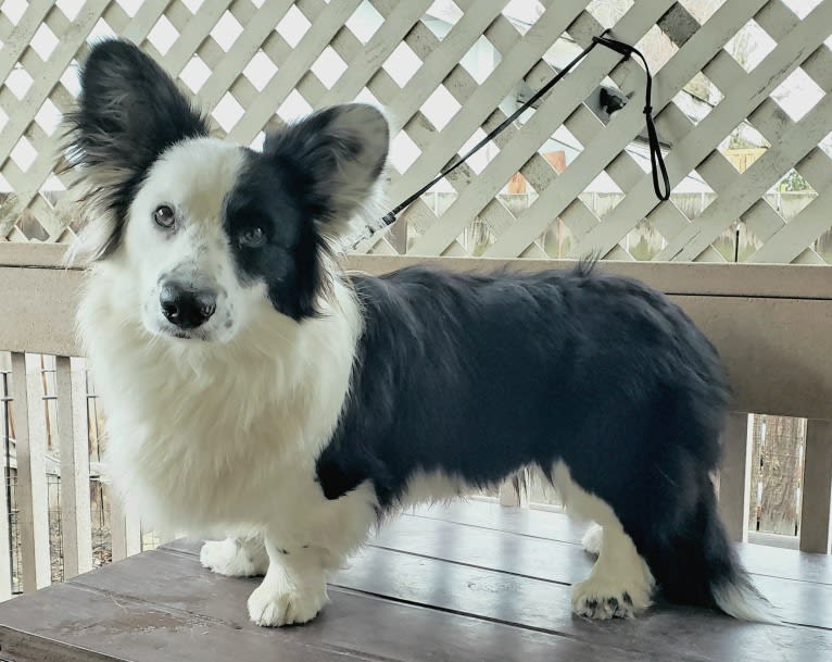 Major Point Jack Classic Clancy, a Cardigan Welsh Corgi tested with EmbarkVet.com