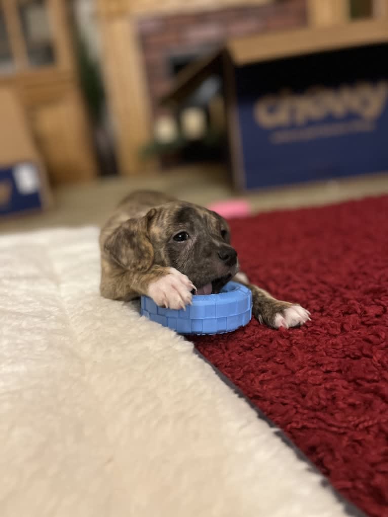 Kiwi, an American Pit Bull Terrier and Chihuahua mix tested with EmbarkVet.com