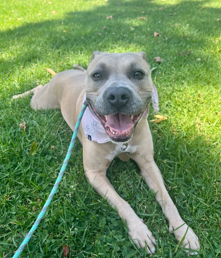 Dani, an American Bully and German Shepherd Dog mix tested with EmbarkVet.com