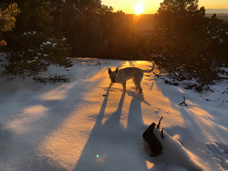 Pearl, an Australian Cattle Dog and Labrador Retriever mix tested with EmbarkVet.com