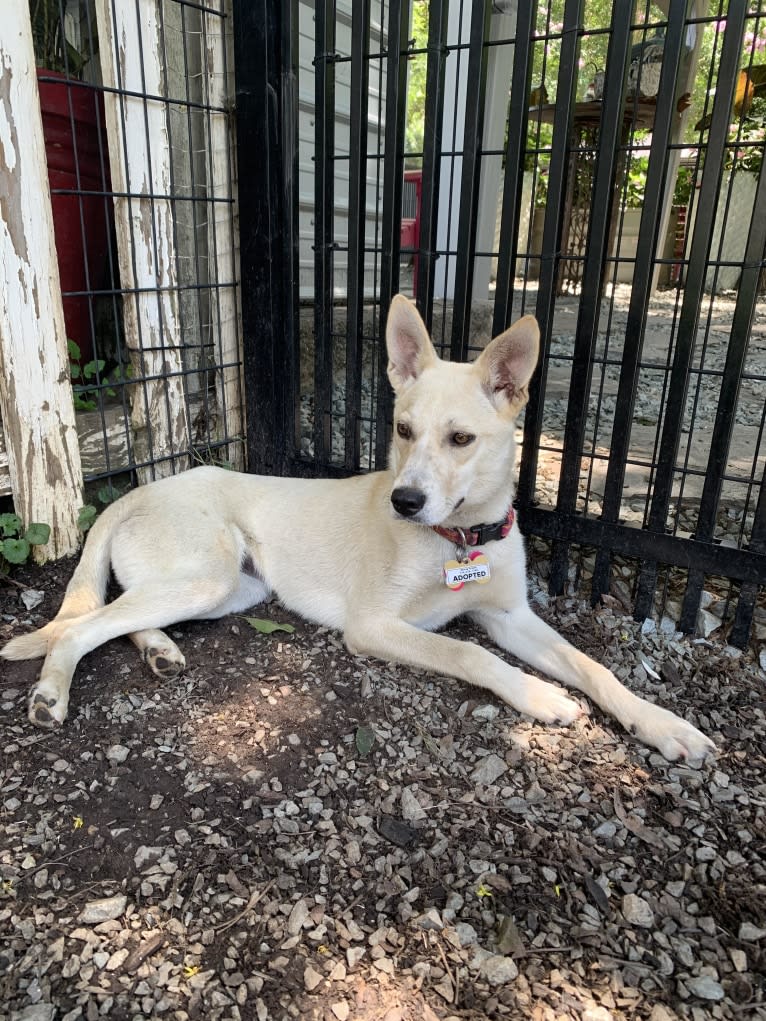Darwin, a Siberian Husky and Chihuahua mix tested with EmbarkVet.com