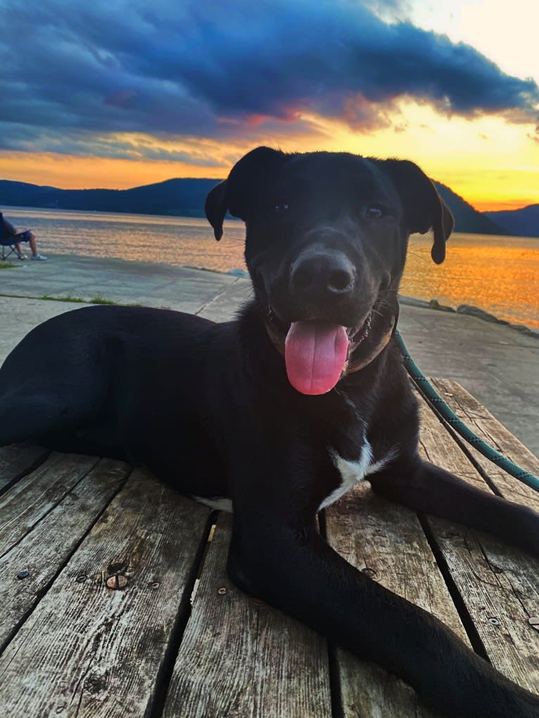 Mooshie, an American Pit Bull Terrier and German Shepherd Dog mix tested with EmbarkVet.com