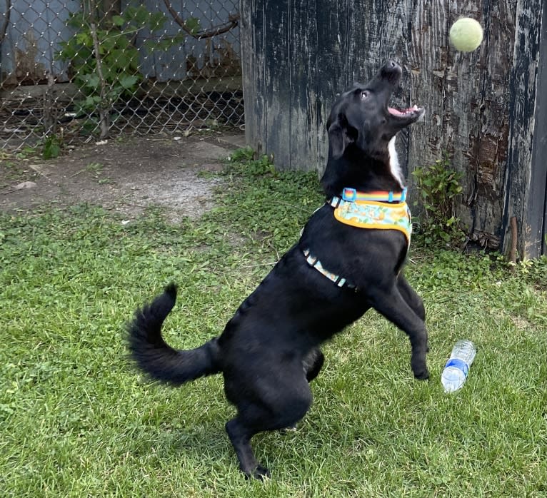 Clementine, a Labrador Retriever and Beagle mix tested with EmbarkVet.com