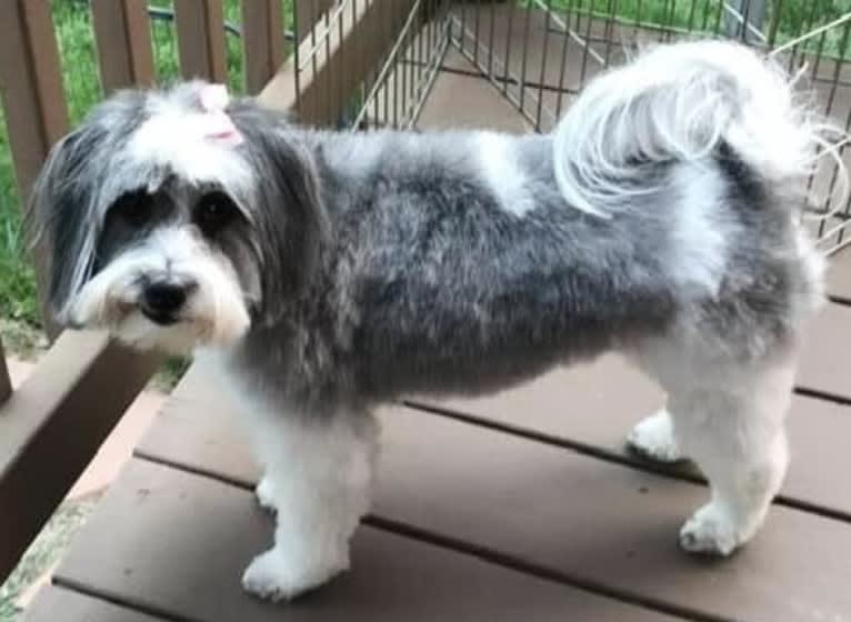 Winham’s “DollyBelle” of Rocky Mountain Cotons, a Coton de Tulear tested with EmbarkVet.com