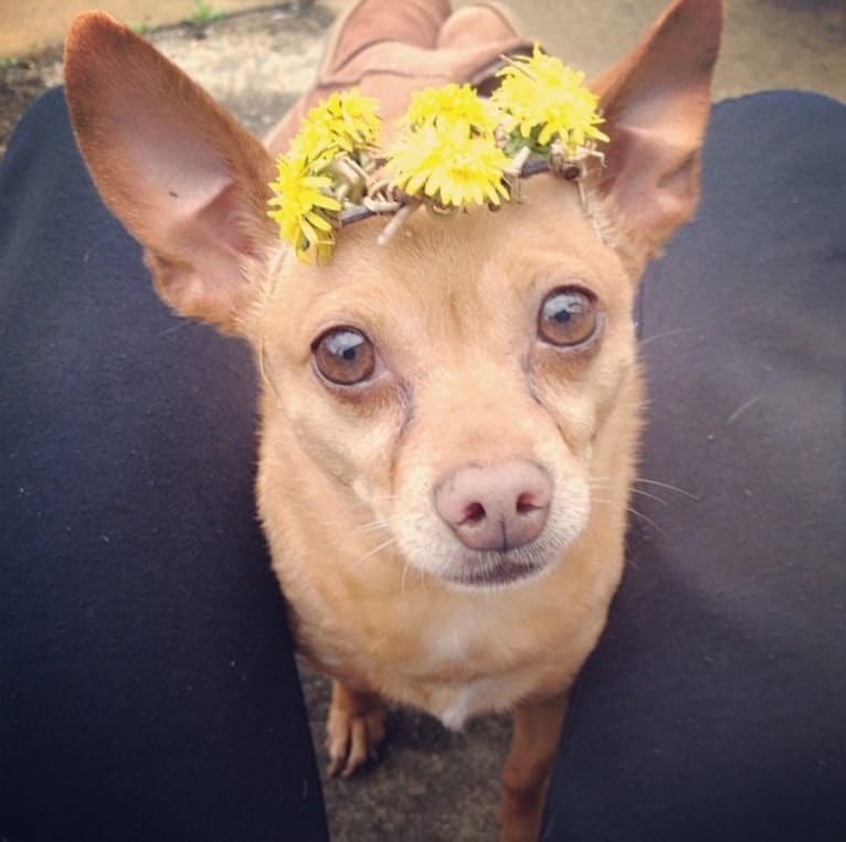 Cappo, a Chihuahua and Miniature Pinscher mix tested with EmbarkVet.com