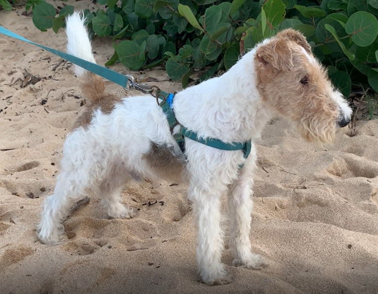 Paumalu Stretchy Stretch, a Wire Fox Terrier tested with EmbarkVet.com