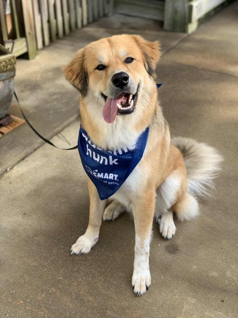 Bailey, a Great Pyrenees and American Foxhound mix tested with EmbarkVet.com